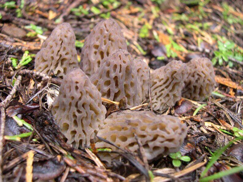 Morels 010