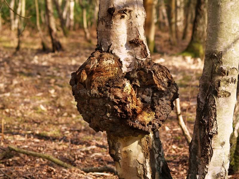 Is this a tree cancer