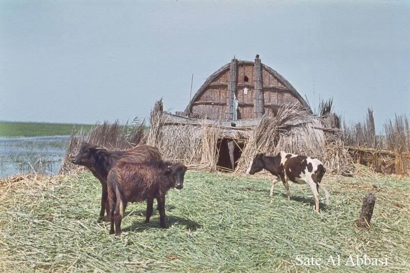 Cattle and Buffaloes