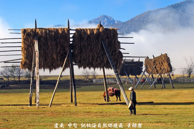 20037 Napahai Nature Reserve, Zhongdian