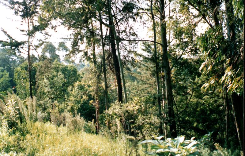 Beyond this thicket lies a little village