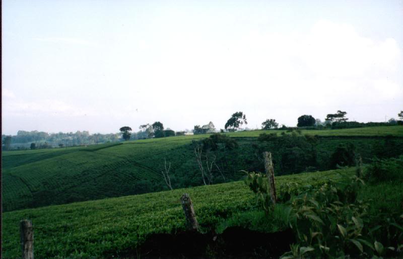 Morning walk in the tea estates