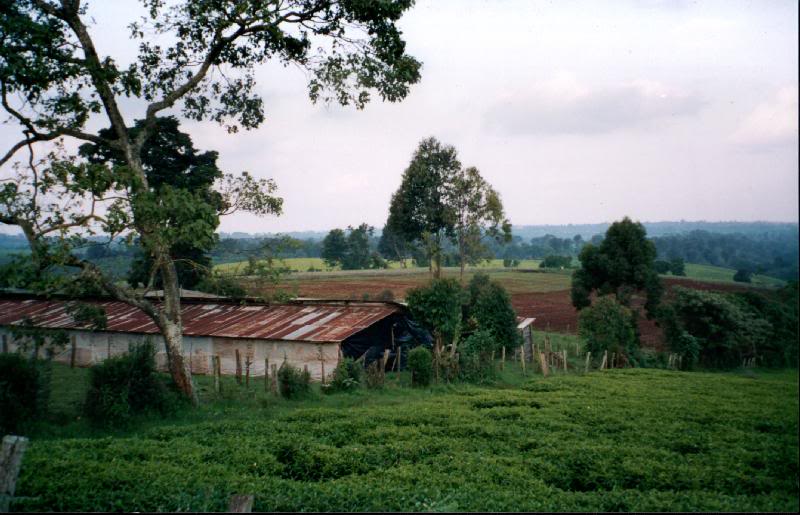 Rest house shacks in the estate