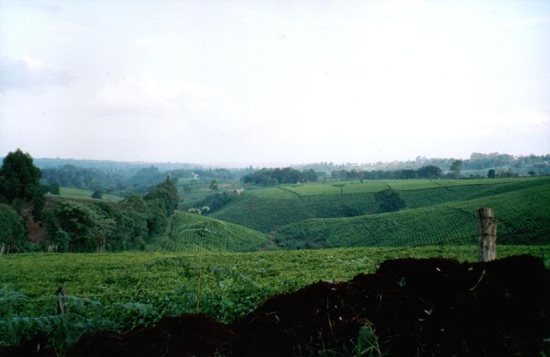 The morning walk-view of the Tigoni Tea estates