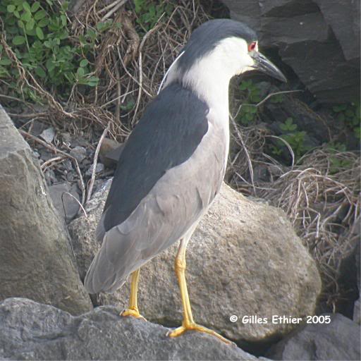 Bihoreau gris, Black-Crowned Night-Heron, Cote-Sainte-C...