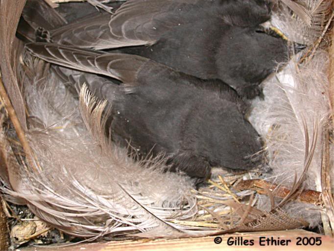 Hirondelle bicolore, poussins, Tree Swallow, babies, Va...