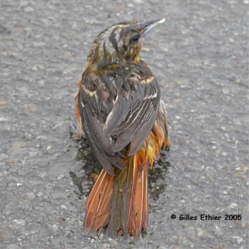 Oriole de Baltimore juvenile, Baltimore Oriole, Beauhar...