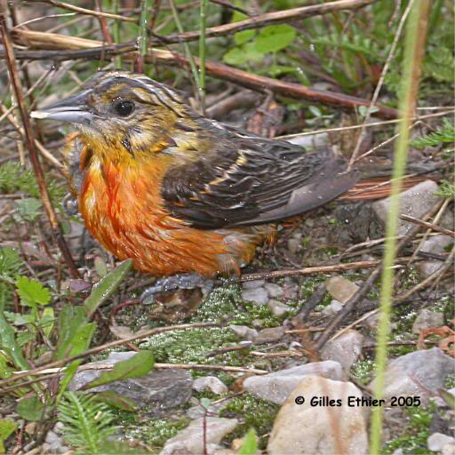Oriole de Baltimore juvenile sous la pluie, Baltimore O...