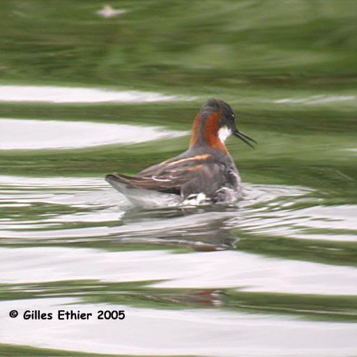 Phalarope a bec etroit, Red-necked Phalarope, Baie-du-F...