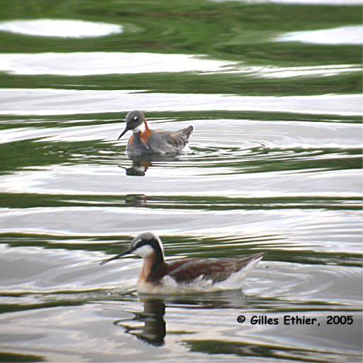 Phalarope a bec etroit et phalarope de Wilson, Wilson a...
