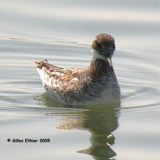 Phalarope a� bec etroit, Red-Necked Phalarope, Baie-du...