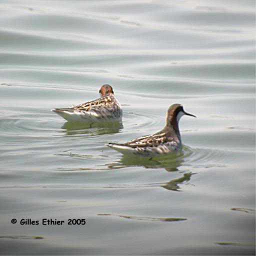 Phalaropes a bec etroit, Baie-du-Febvre, 20050602