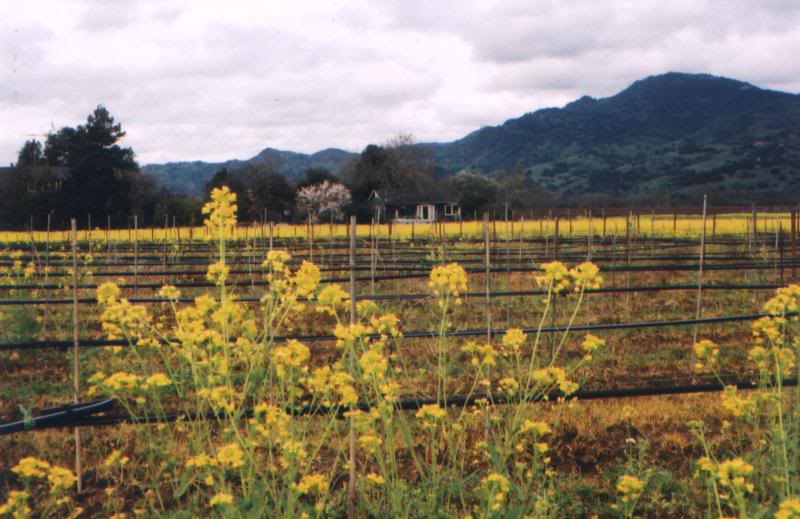 Mustard Field and House
