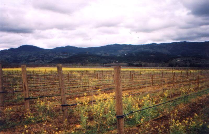 Mustard Field in Barren Vineyard