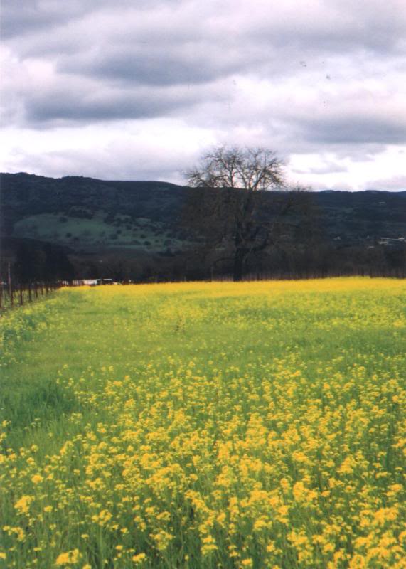 Mustard Field