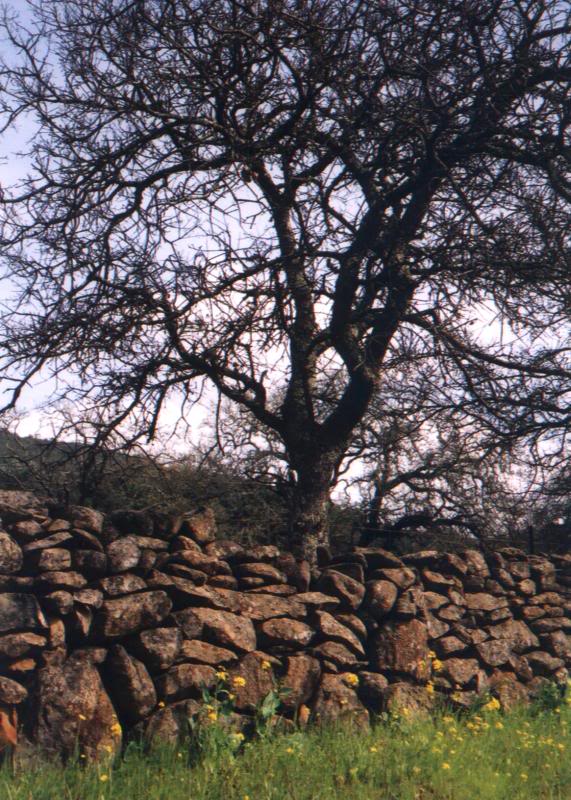 Tree and Mustard Flowers