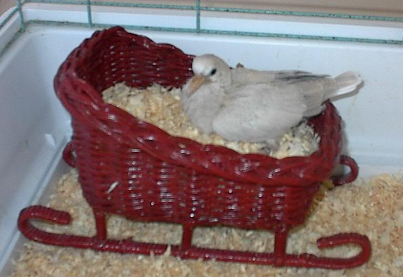 Born in Santa's Sleigh