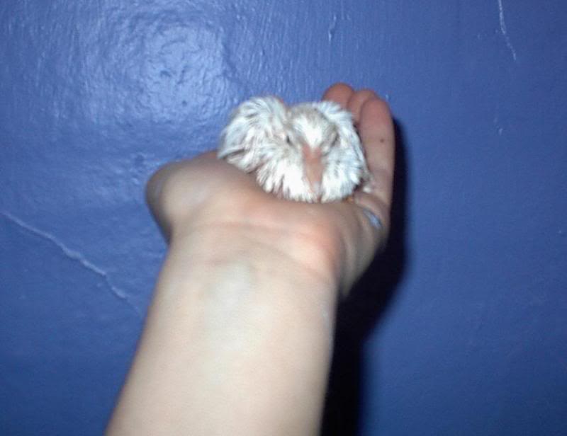 Look at that beak !!