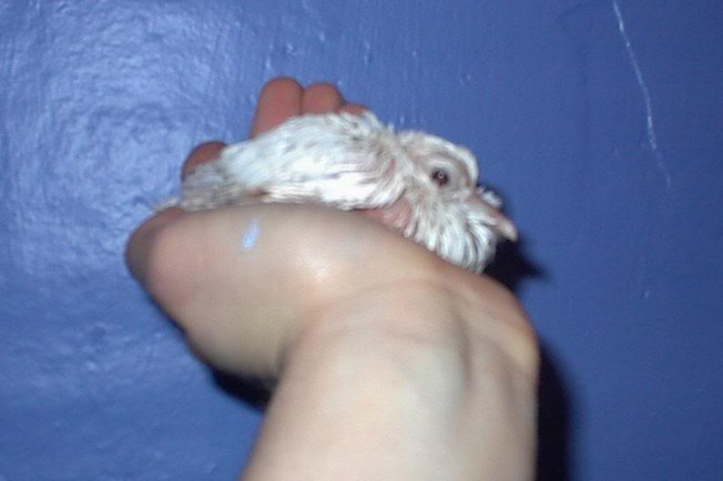 White Baby Dove
