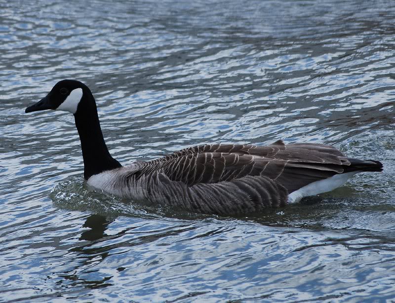 B Canada GooseDSC_0066