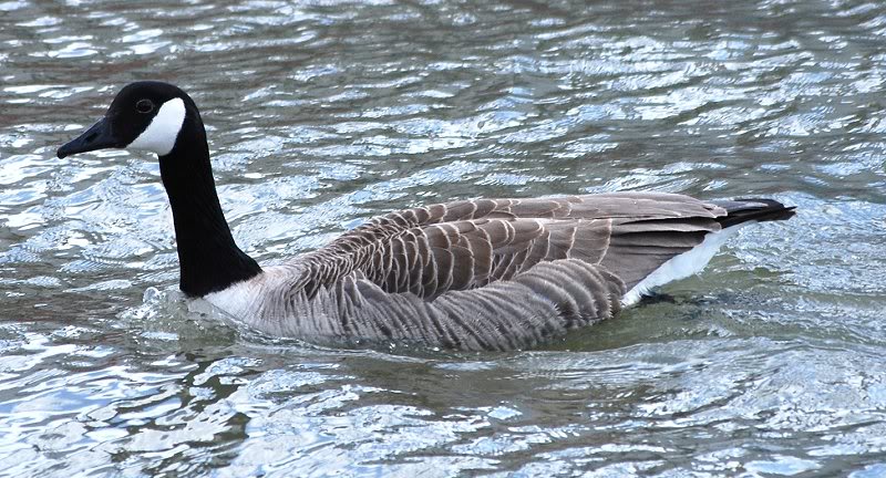 b canada goosedsc_0065