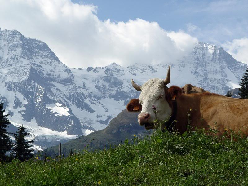 Very relaxed to be a cow in the Swiss alps....