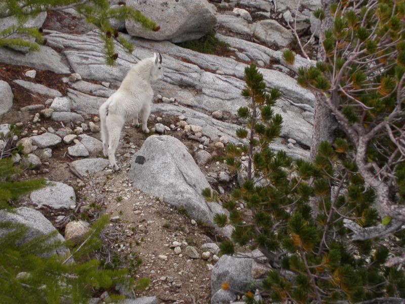 Mountain goat at the Lower Enchantment Basin