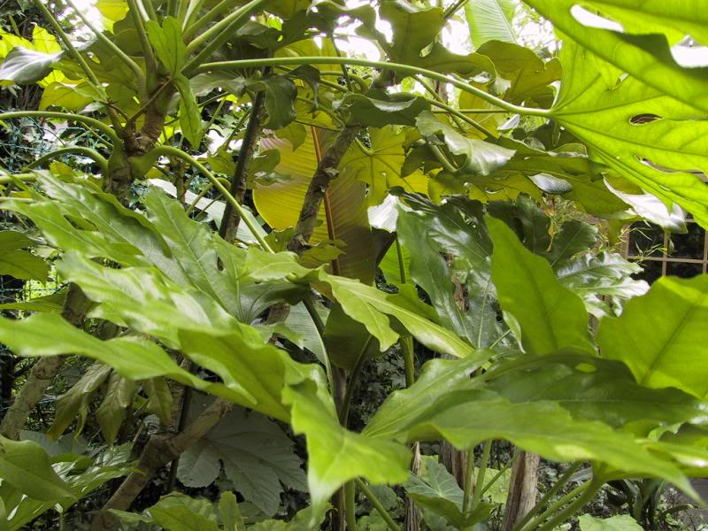 Semi-shaded border - June 2002