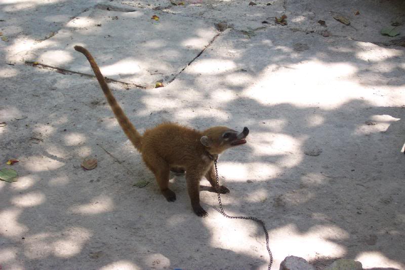 a thing... allegidly a mexican cat (bullshit)