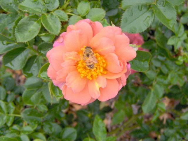 Bee on pale pink rose
