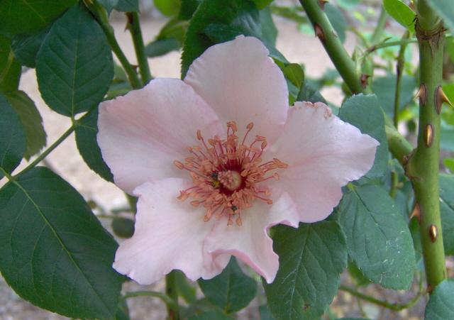 Pale pink rose