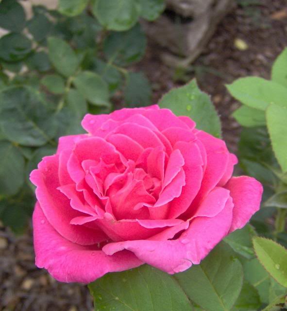beautiful bright pink rose