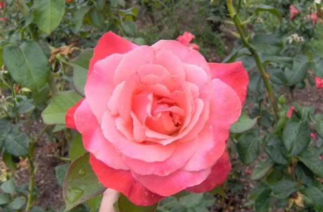 double pink rose