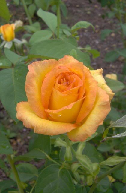 dusty yellow rose