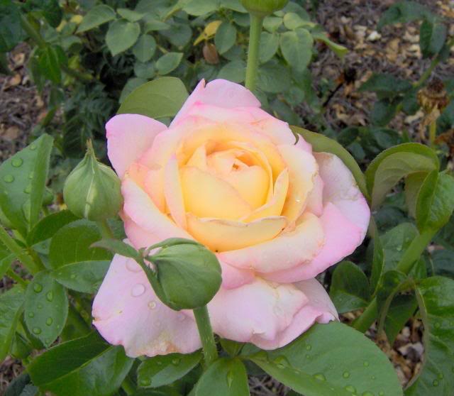 pale pink/yellow rose