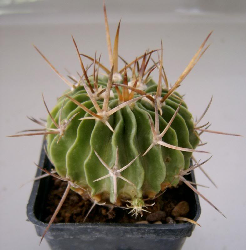 Echinofossuloca ctus Lamellosus