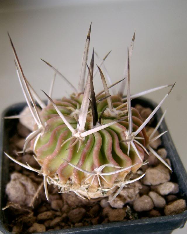 Echinofossuloca ctus Phyllanthus violaciflorus