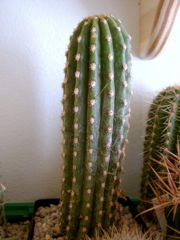 Echinopsis?