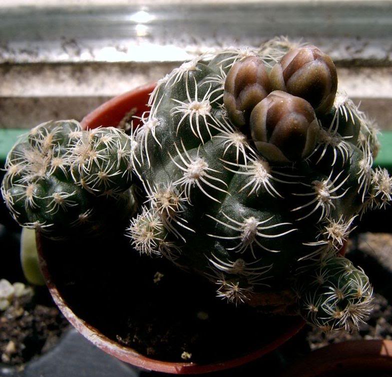 Gymnocalycium bruchii