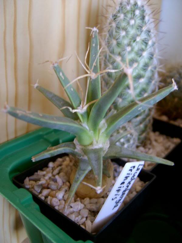 Leuchtenbergia Principis
