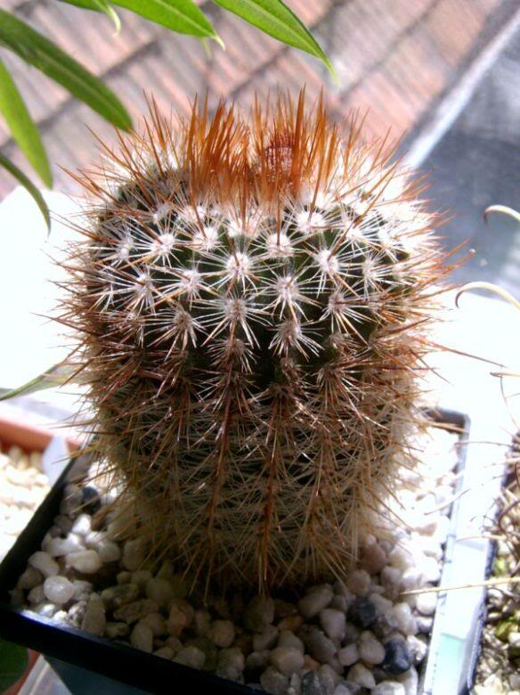 Notocactus?