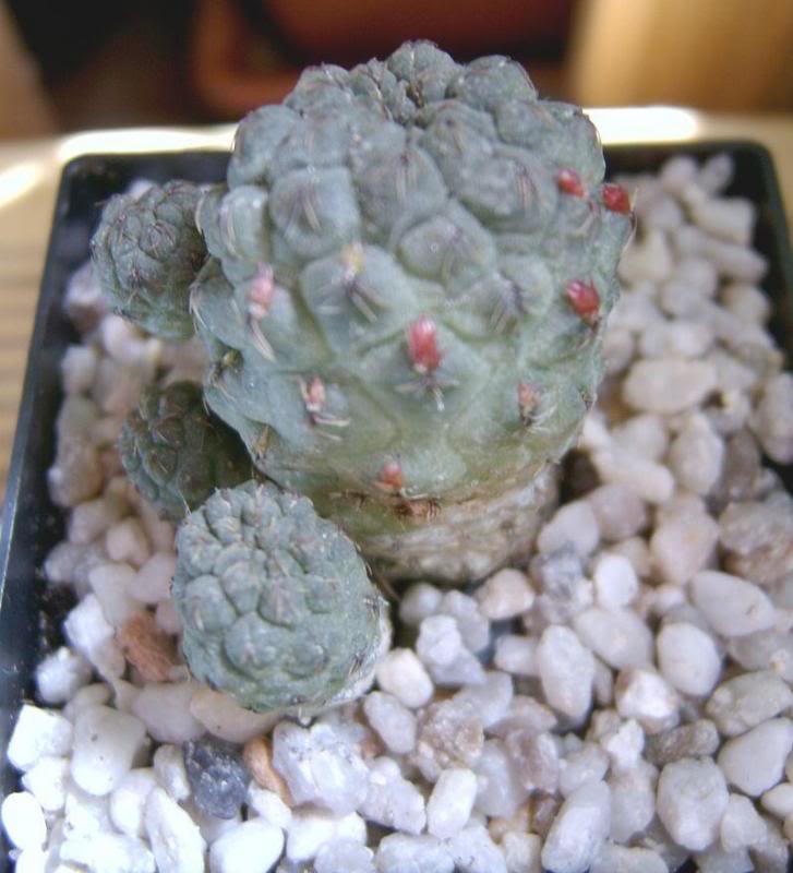 Sulcorebutia raushii