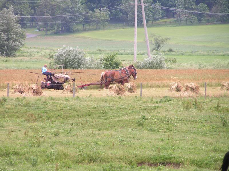 Amish hay cutting