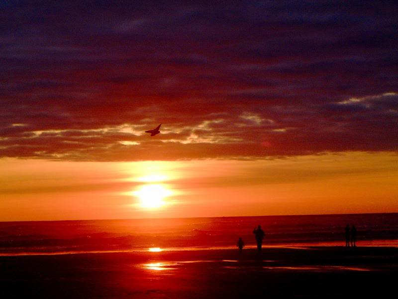 Butterfly Kite at Ocean Shores