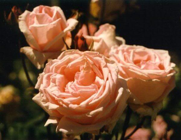 Notra Dame Rose from sewdoll.com