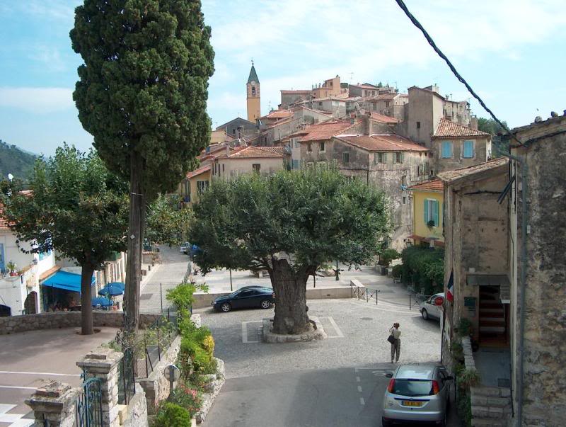 olmo secolare a gorbio