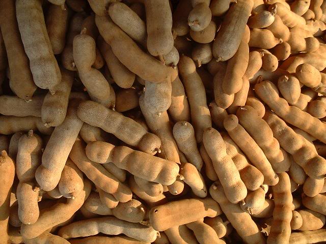 Tamarind