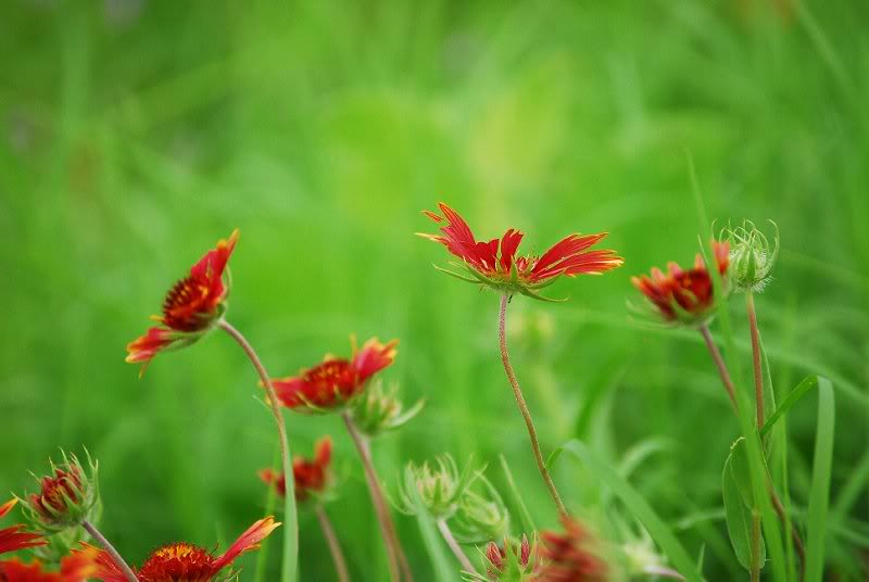 Indian Blankets Oklahoma's State Wild Flower Dancing In...