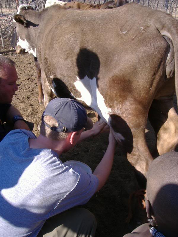dan milking cow