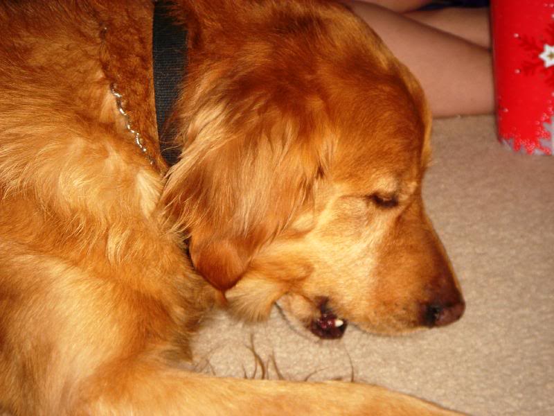 Smokey chews his gourmet bones from the Rocky Mtn Choco...
